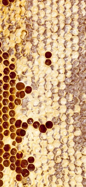 Honeycombs Honey Close — Stock Photo, Image