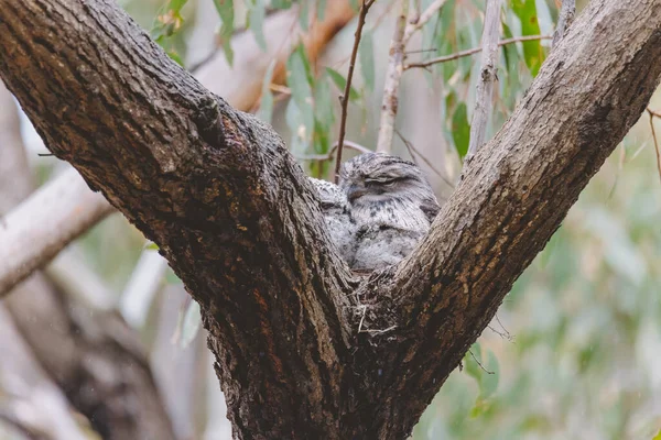 Tawny Frogmouth Sitting Nest — Stockfoto