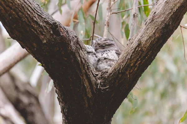 Tawny Frogmouth Sitting Nest — Stock Photo, Image
