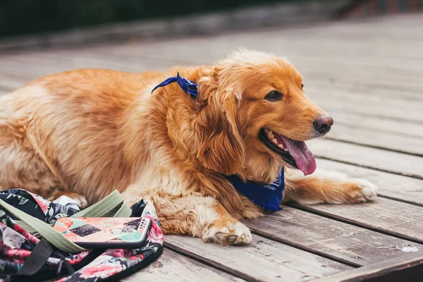 Portrét Krásného Zlatého Retrívra Psa — Stock fotografie