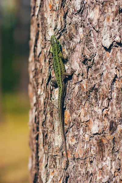 Large Green Bright Lizard Tree Close Macro Forest Fauna — Stock Photo, Image