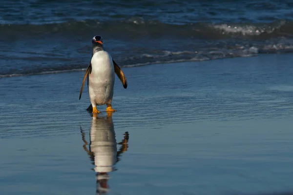 Gentoo Pingwiny Jadąc Lądzie — Zdjęcie stockowe