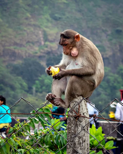 Monkey Sitting Concrete Pole Eating Fruit Given Passing Tourists — Stock Photo, Image