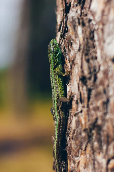 Büyük Yeşil Parlak Bir Kertenkele Ağaçta Makro Orman Faunasında — Stok fotoğraf
