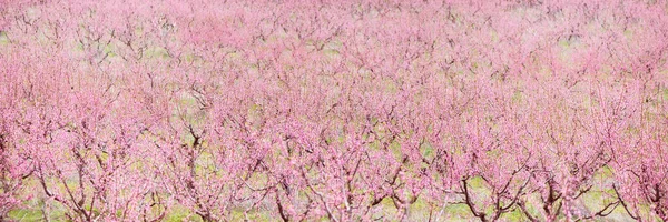 Jardín Floreciente Cerezos —  Fotos de Stock