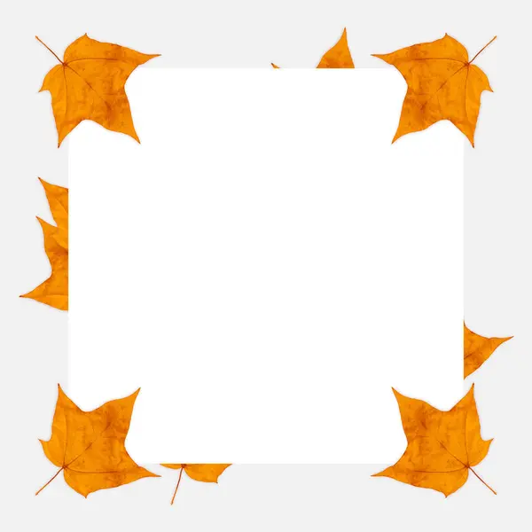 Maple leaf frame. Colorful maple leaf frame on a white background