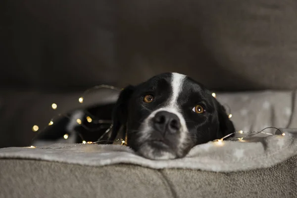 Evdeki Sevimli Evcil Köpeğin Portresi — Stok fotoğraf