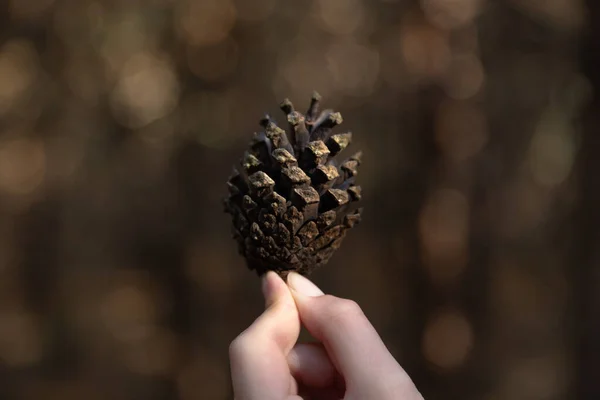 Close up of woman hand holding a pine cone with a natural blurred background. Little girl holds cone in her hands.