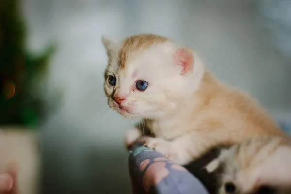 아름다운 얼룩이 고양이의 — 스톡 사진