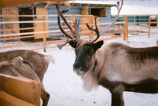 Bir Kış Mevsimi Boyunca Hayvan Çiftliği Otlağında Ren Geyiği — Stok fotoğraf