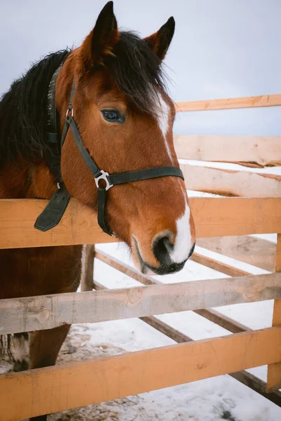 冬季马场上的马 — 图库照片