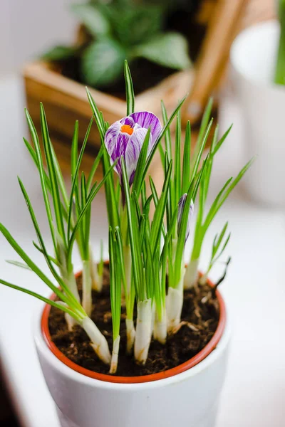 Beautiful Purple Crocus Flower Blooming Pot — Stock Photo, Image