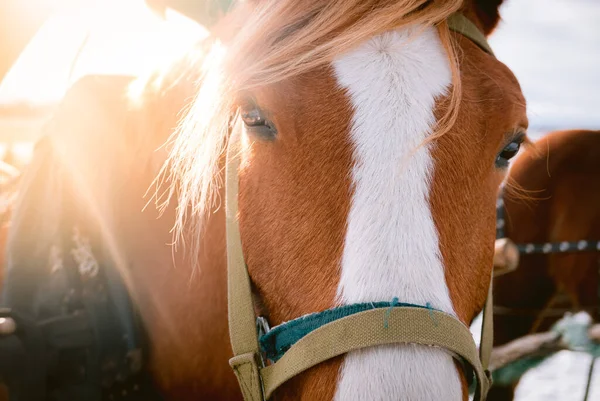 Paardenogen Schieten Buiten Boerderij — Stockfoto