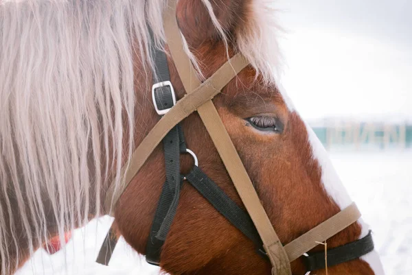 Gezicht Van Prachtig Paard Buiten Een Boerderij — Stockfoto