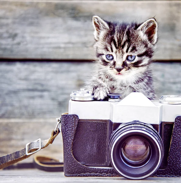 사진기를 귀여운 고양이 — 스톡 사진