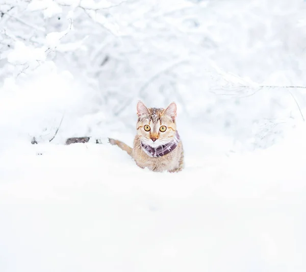 Εξερευνητής Χαριτωμένο Γάτα Του Χρώματος Τζίντζερ Περπάτημα — Φωτογραφία Αρχείου