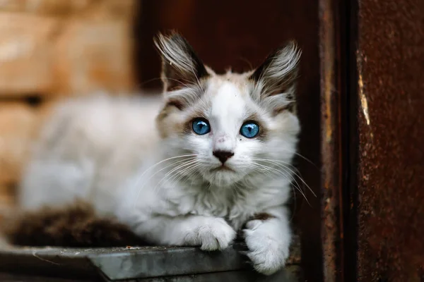 Gatinho Branco Nojento Sem Abrigo Belo Gato Com Olhos Azuis — Fotografia de Stock