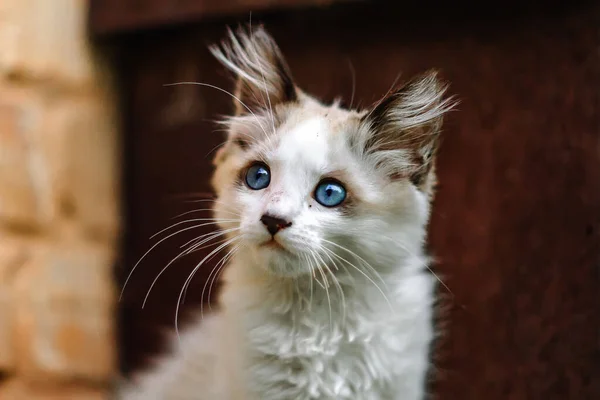 Hemlösa Smutsiga Lilla Vita Kattunge Vacker Katt Med Blå Ögon — Stockfoto