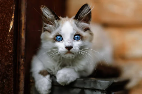 Gatinho Branco Nojento Sem Abrigo Belo Gato Com Olhos Azuis — Fotografia de Stock