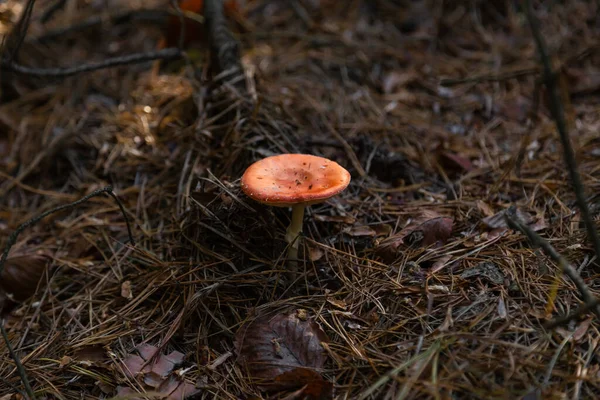 Ormandaki Büyük Sineklik Ormanda Çimenlerde Büyüyen Büyük Kırmızı Beyaz Sinek — Stok fotoğraf