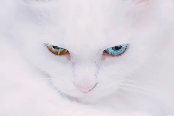 Portrait Turkish Van Cat — Stock Photo, Image