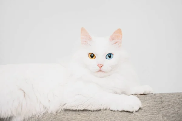 Gato Com Diferentes Olhos Coloridos — Fotografia de Stock