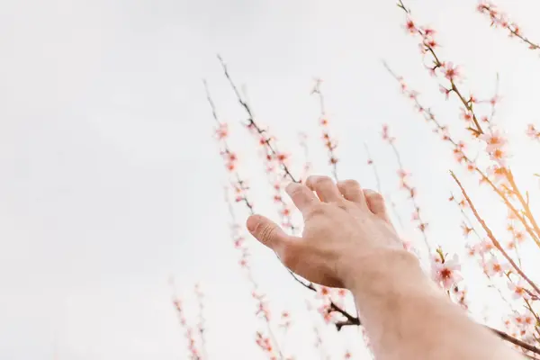 Manliga Handen Sträcker Sig Efter Träd — Stockfoto