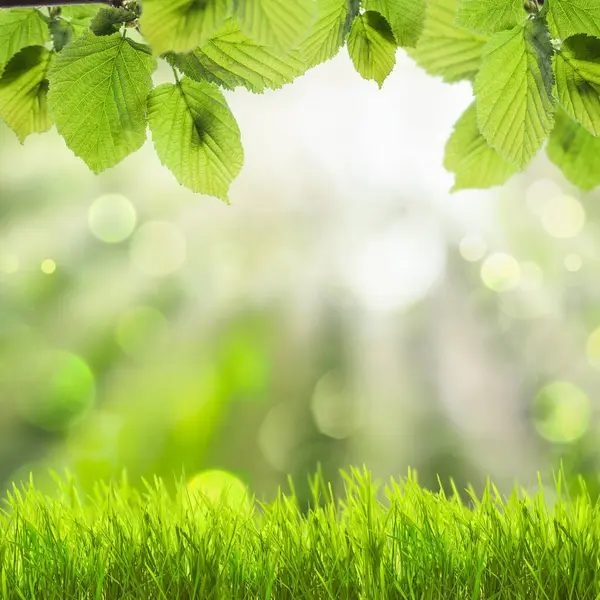 Spring Background Green Leaves — Stock Photo, Image