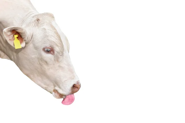 Portret Van White Bull Geïsoleerd Wit — Stockfoto
