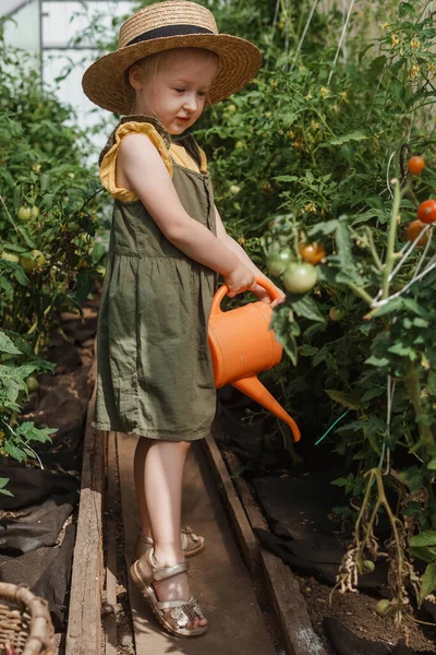 藁帽子の少女は温室でトマトを選んでいます 収穫の概念 — ストック写真