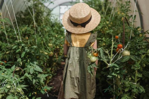 藁帽子の少女は温室でトマトを選んでいます 収穫の概念 — ストック写真