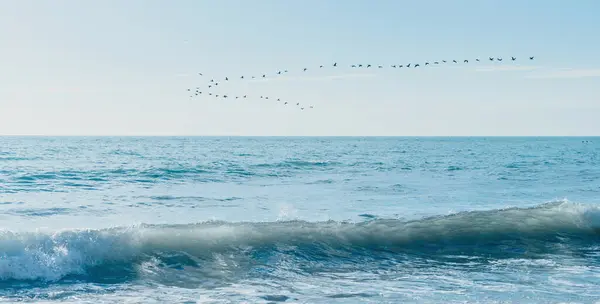 Stormo Uccelli Che Sorvolano Oceano — Foto Stock