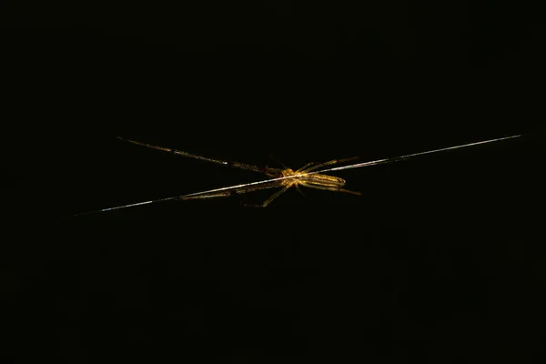 Spinnenbild Auf Spinnennetz Stiil Light — Stockfoto