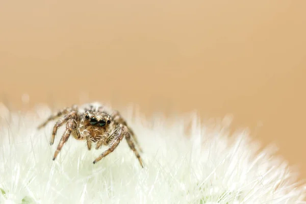仙人掌刺上的蜘蛛 — 图库照片