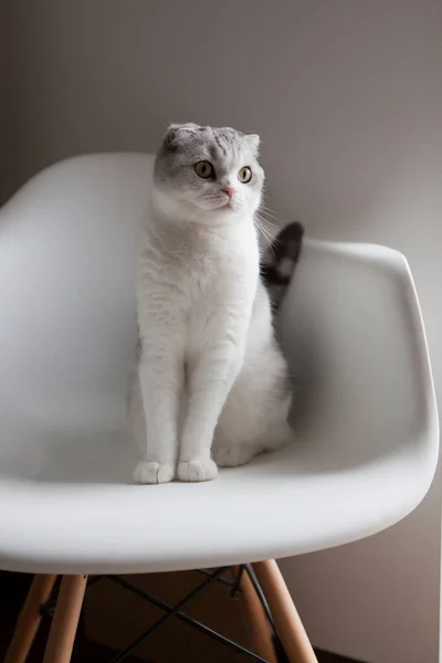 ホームインテリア 猫の近代的なプラスチック製のアームチェアで 白い壁の近くに座っている スコットランドの倍白い猫座っています上の現代的な椅子 — ストック写真