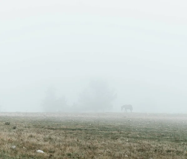 Caballo Camina Niebla — Foto de Stock