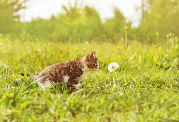 Curiosity Kitten Sniffing Dandelion — Stock Photo, Image