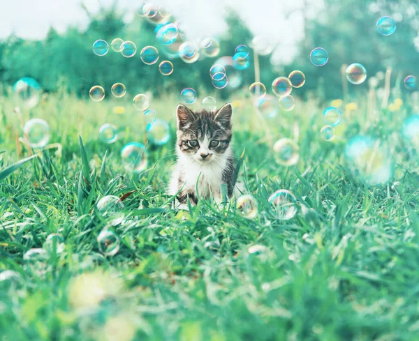 cute Kitten on summer meadow