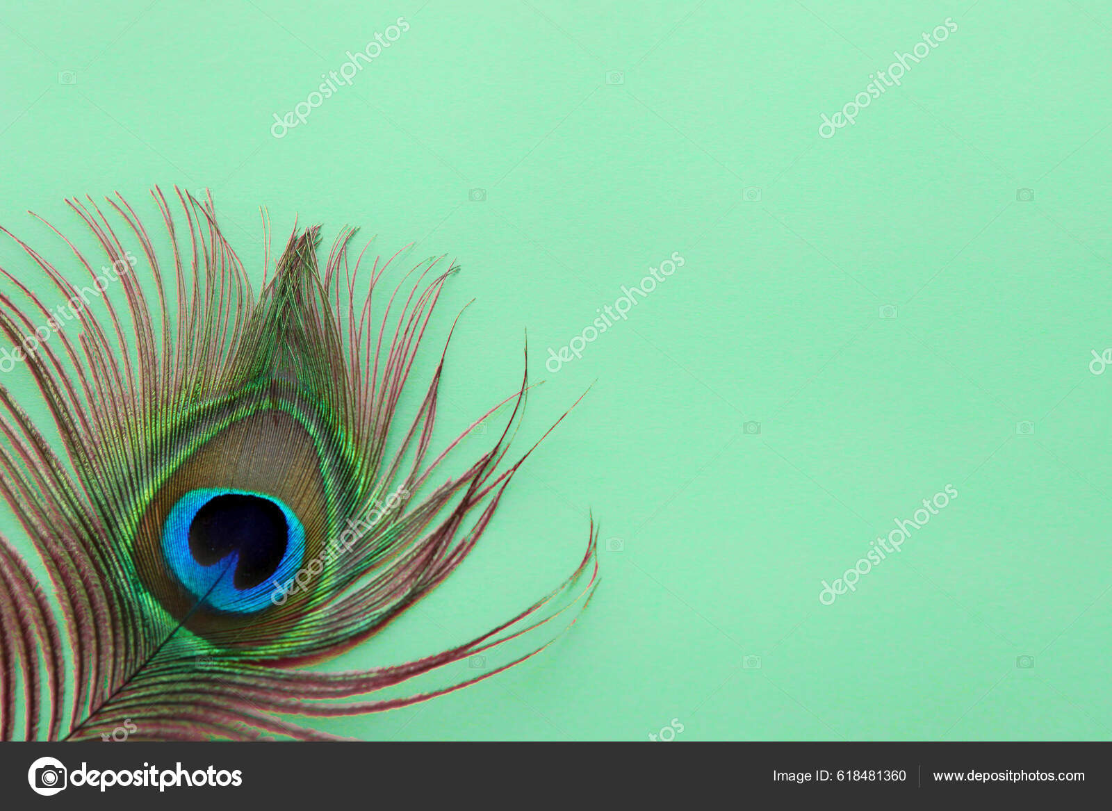 Peacock Feathers With Blue And Green Eyes Background, Picture Of A Peacock  Feather, Peacock, Feather Background Image And Wallpaper for Free Download