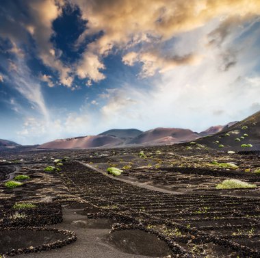 volkanik dağların Lanzarote yakınındaki üzüm bağları