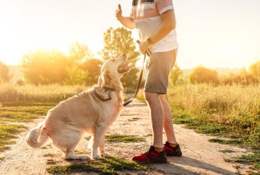 Golden retriever köpeğinin açık havada eğitilmesi