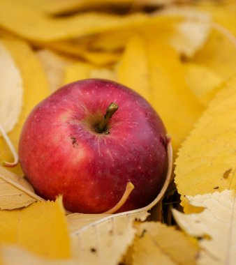 Arka plan için lezzetli kırmızı elmanın yakın plan çekimi.