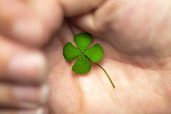Odizolowana Dłoń Zieloną Czterolistną Koniczyną Znak Szczęścia Oznaka Wielkiego Szczęścia — Zdjęcie stockowe