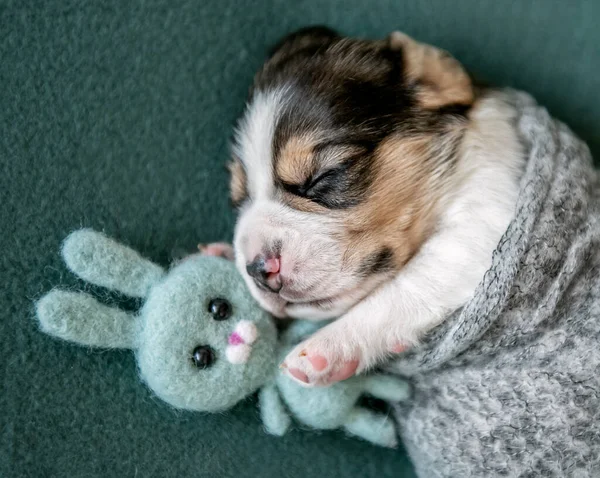 Pequeno Cachorrinho Beagle Bonito — Fotografia de Stock