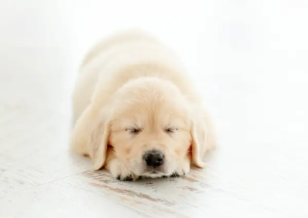 Retriever Filhote Cachorro Dorme Calmamente — Fotografia de Stock