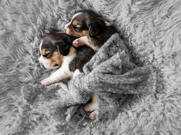 Dois Filhotes Beagle Bonitos Tapete — Fotografia de Stock