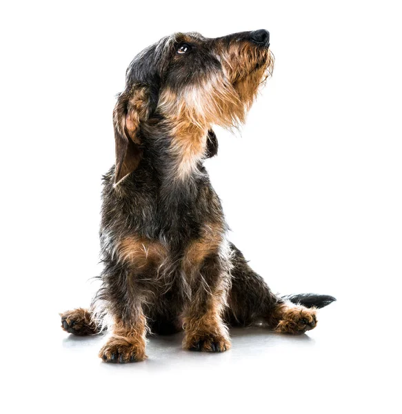 Brown Short Hair Dachshund Dog — Stock Photo, Image