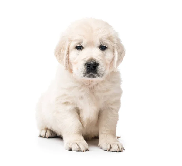 Golden Retriever Puppy Sitting Isolated — Stock Photo, Image