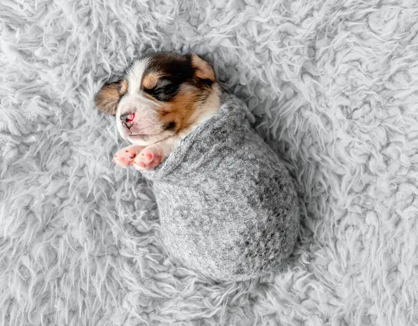 Pequeno Cachorrinho Beagle Bonito — Fotografia de Stock