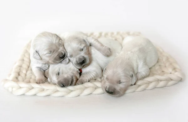 Uyuyan Sevimli Tüylü Yeni Doğmuş Golden Retriever Yavrularına Yakın Çekim — Stok fotoğraf